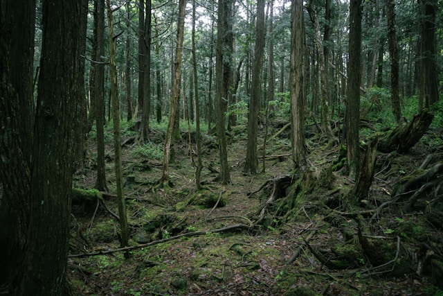 Aokigahara Forest