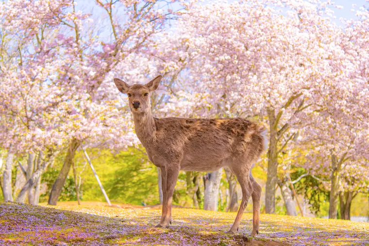 Nara-Park